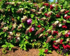 Blüten und Beeren: Essbare Hecken für den Naschgarten