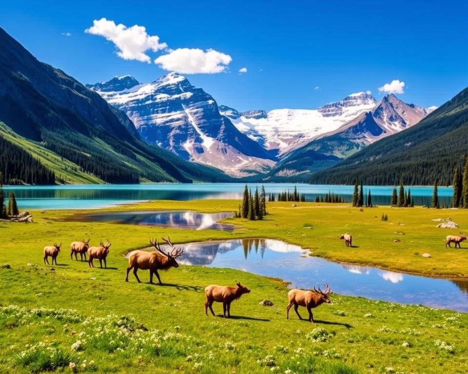 Tierbeobachtungen und landschaftliche Erlebnisse im Jasper Nationalpark