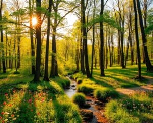 Warum fühlen wir uns in der Natur oft glücklicher?