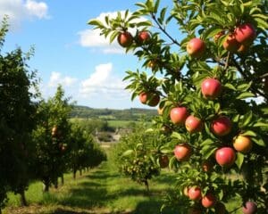 Sind Obstbäume auch Zierbäume?