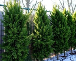 Welcher Spalierbaum bleibt auch im Winter grün?